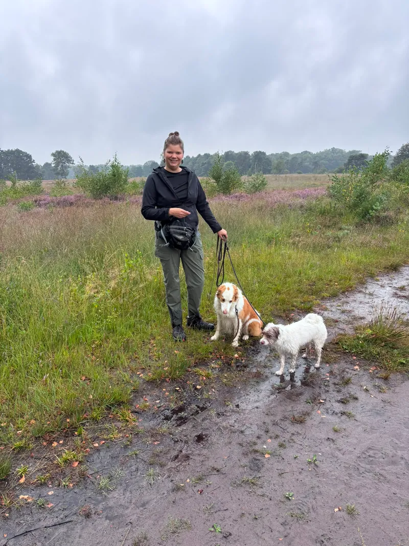 Max. 2 honden per wandeling